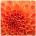 06_Werner_Peppel_Roehrenblueten