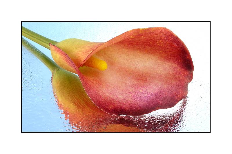 Monika Gl�ckler "Calla"