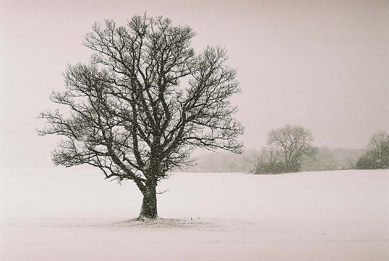 Volker Thierer  "Baum im Schnee"