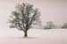 Volker Thierer  Baum