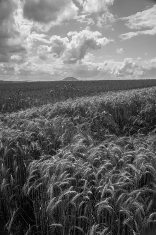 Manfred Jakob "Sptsommer im Weizenfeld