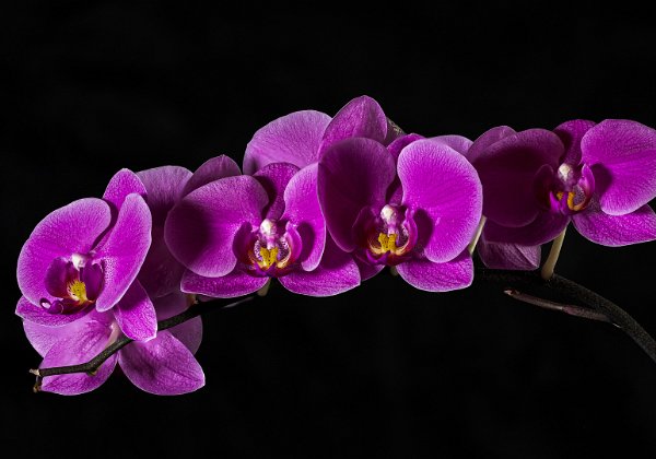 (82) ColorWettbewerb m. Thema Blumen, Blüten, Gräser